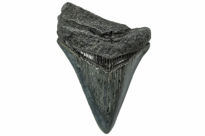 Serrated, Fossil Megalodon Tooth - South Carolina #321441